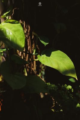 12072023 psc mytran00929